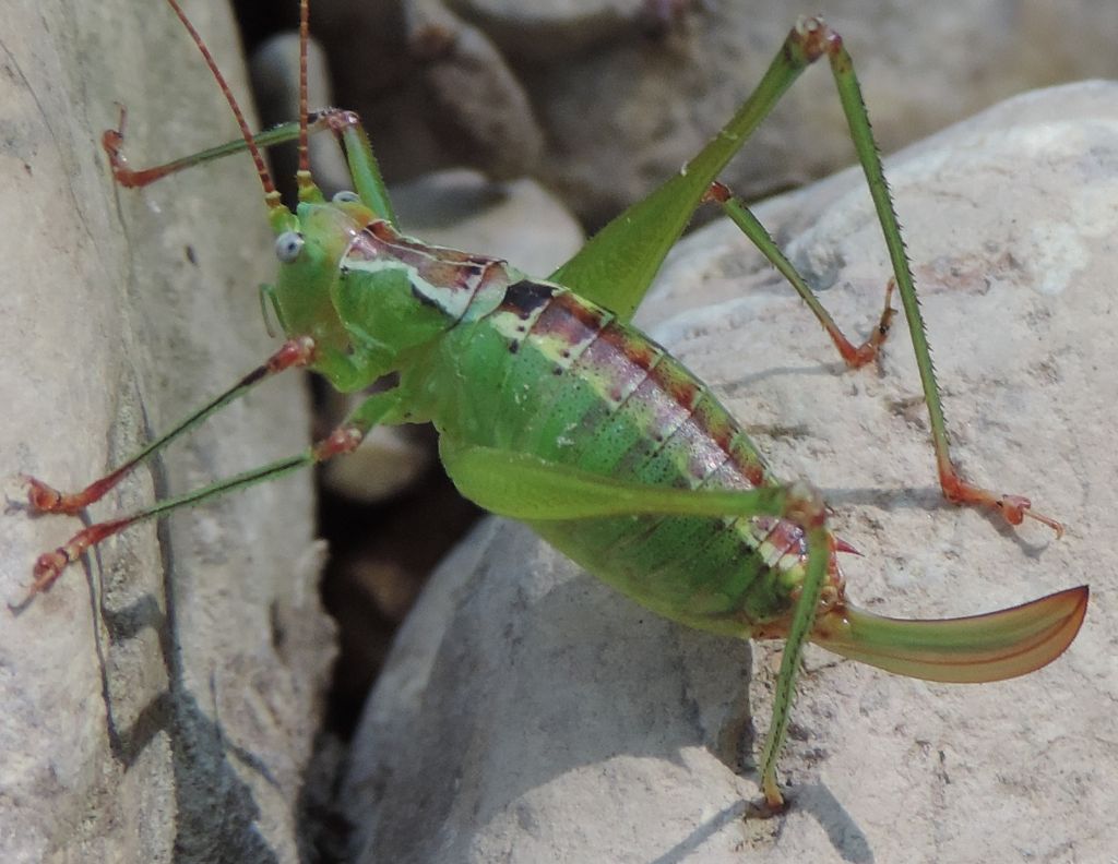 Phaneropteridae:  Andreiniimon nuptialis?  S !